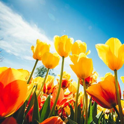 Safaritent 6 personen - Safari Lodge B