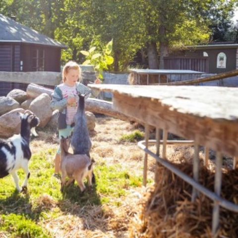 Vodatent Rosenvold Strand Camping - Jutland-Central - Afbeelding N°4