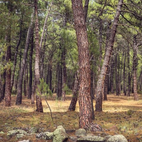 Camping Sierra de Javalambre - Teruel - Afbeelding N°6