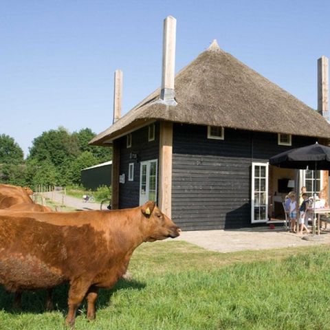 Groepsaccommodatie 10 personen - 2 Reggehooiberg vakantiehuisjes
