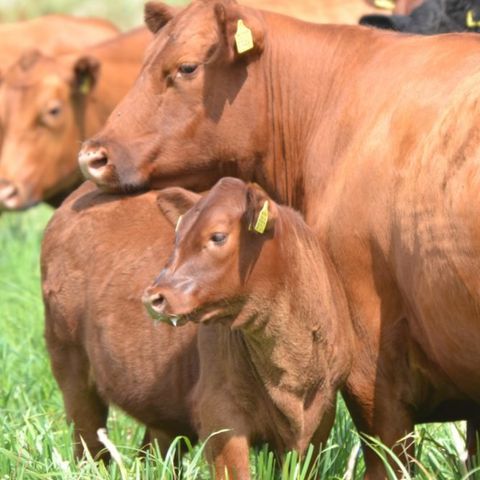 Erve Woolderink - Wierden - Afbeelding N°6