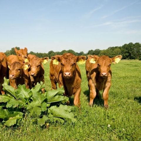 Erve Woolderink - Wierden - Afbeelding N°4