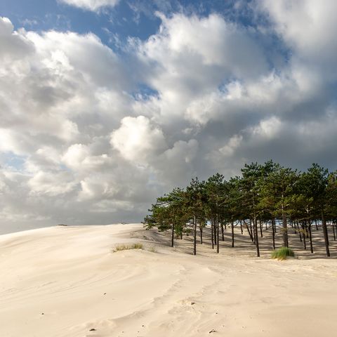 Vakantiepark Schoorlse Duinen - Bergen - Afbeelding N°6