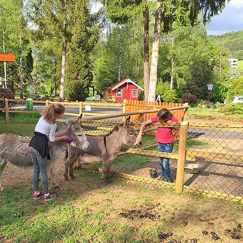 Bungalowpark Felsenhof - Rijnland-Palts - Afbeelding N°2