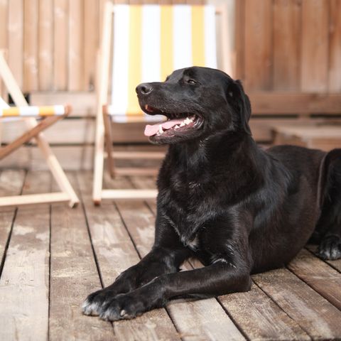 LODGE 6 personen - Marsanne 6 Hondvriendelijk