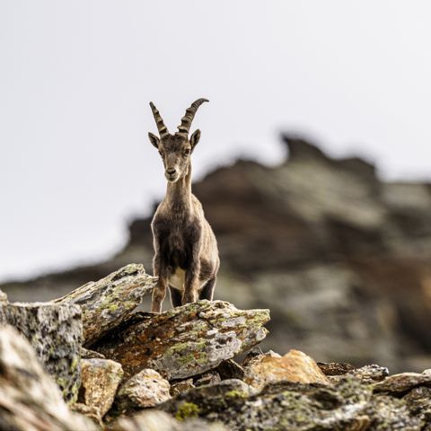 Chalet 4 personen - Stanzertal Cabin | Huisdiervriendelijk