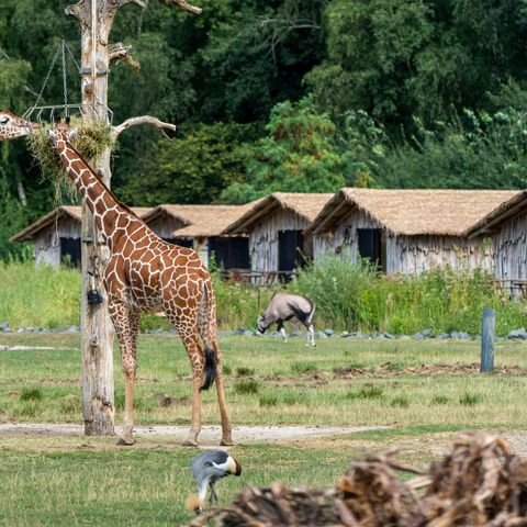 LODGE 4 personen - Masai Mara