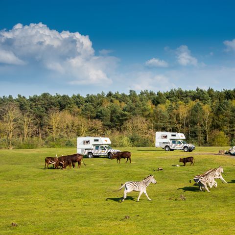 Accommodatie 4 personen - Ranger