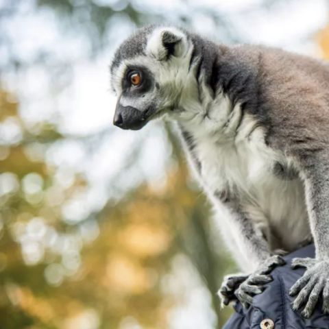 Serengeti Park - Nedersaksen - Afbeelding N°5