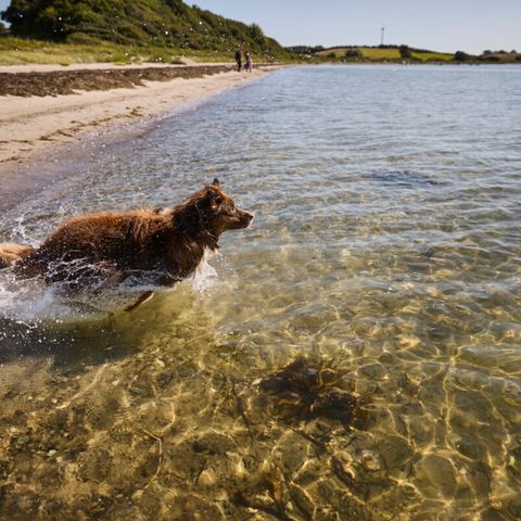 Vodatent Emmerbølle Strand Camping - Zuid-Denemarken - Afbeelding N°5