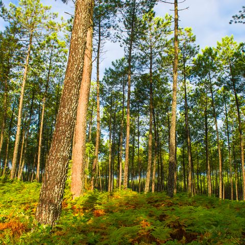 Résidence Goélia Les Jardins de l'Oyat - Landes - Afbeelding N°4