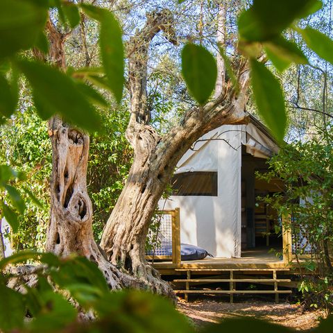LODGE 5 personen - Lodge CANNELLE 21m² (2 kamers)