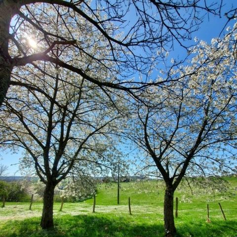 Kampeerplaats - Classic-staanplaatsarrangement voor tenten