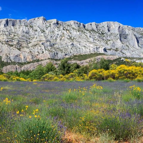Camping Sainte Victoire - Bouches-du-Rhône - Afbeelding N°5