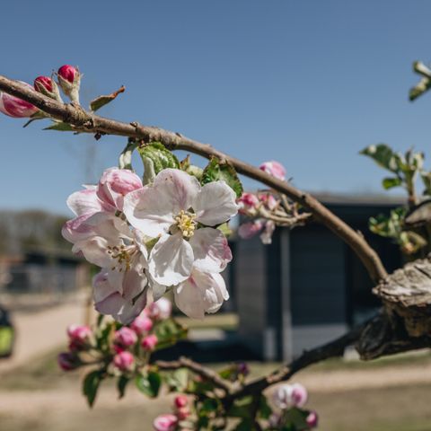 Roompot Park Wijdenes - Drechterland - Afbeelding N°6