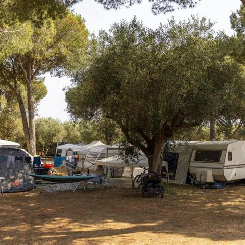 STAANPLAATS - Locatie dennenbos