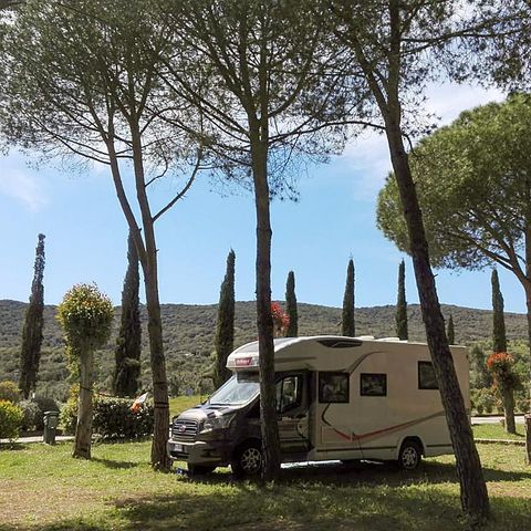 STAANPLAATS - Locatie dennenbos