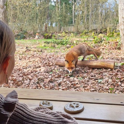 Center Parcs Le Bois aux Daims - Vienne - Afbeelding N°5