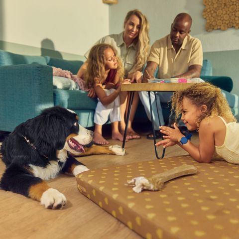 Bungalow 4 personen - Premium Honden KV2128