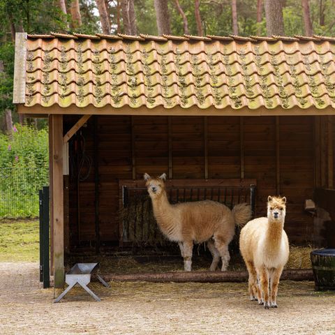 Center Parcs De Kempervennen - Bergeijk - Afbeelding N°5