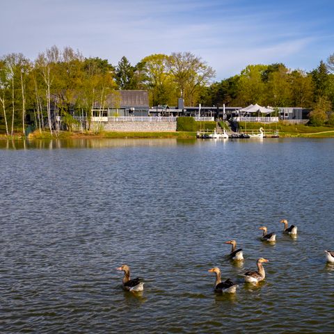 Landal Bospark 't Wolfsven - Geldrop Mierlo - Afbeelding N°6