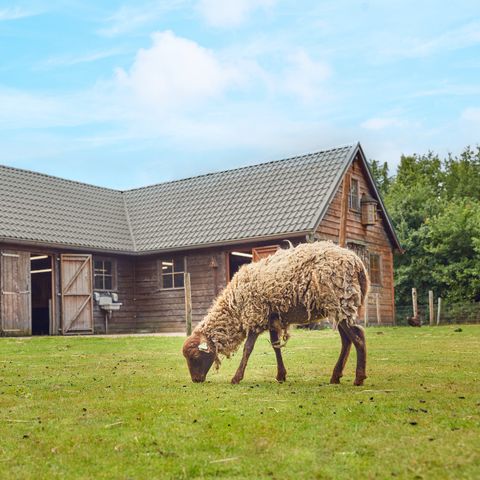 Center Parcs Limburgse Peel - Horst an der Maas - Afbeelding N°6