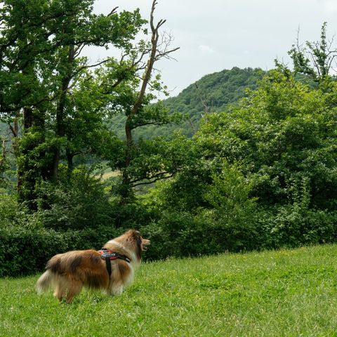 Bungalow 6 personen - La Lune Comfort