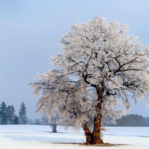 VAKANTIEHUIS 6 personen - 4+2 Kids DAN919