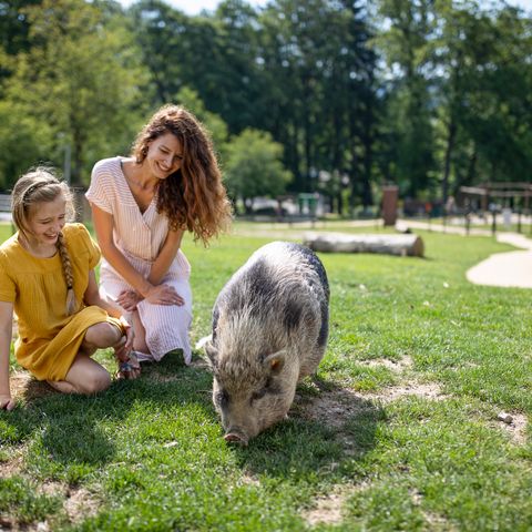 Center Parcs Les Ardennes - Belgisch-Luxemburg - Afbeelding N°5