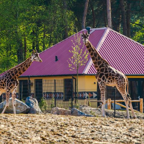 VAKANTIEHUIS 6 personen - Savanne Lodge