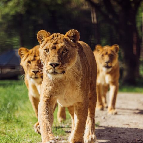 Safari Resort Beekse Bergen - Hilvarenbeek - Afbeelding N°5