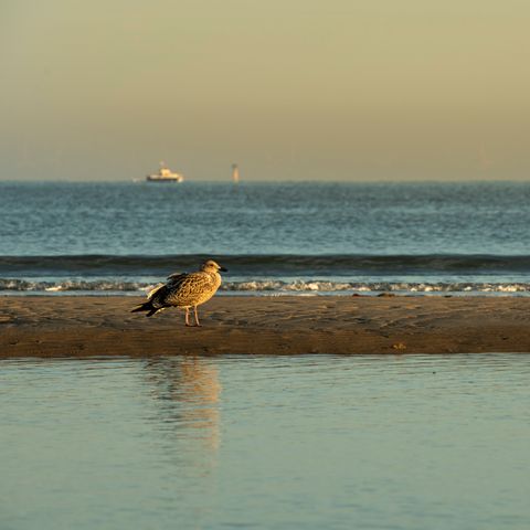 Chalet 6 personen - Summer Dream Holiday