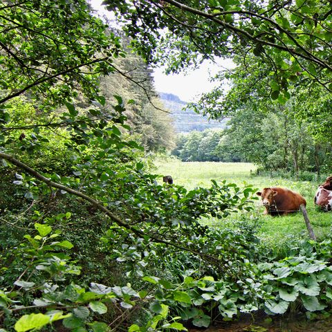 Sonnenhof Willingen - Hessen - Afbeelding N°3