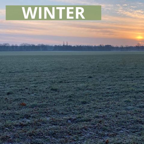 Bungalow 4 personen - WINTER Diamantsnip Deluxe