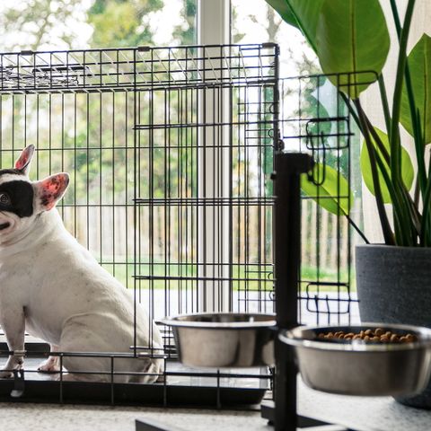 VAKANTIEHUIS 6 personen - Duingras Huisdiervriendelijk