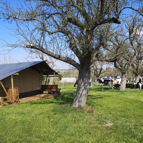 Safaritent 4 personen - Safaritent