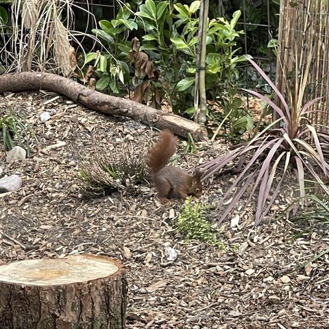 Stacaravan 6 personen - stacaravan/chalet IJsselheide 67