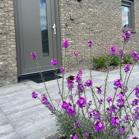 Bungalow 6 personen - 57