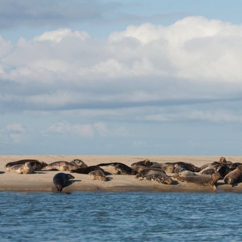 Landal Kaap West - Terschelling - Afbeelding N°4