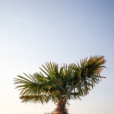 Safaritent 2 personen - Dreamer