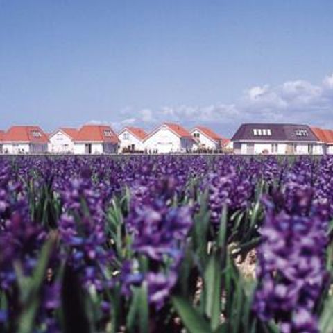 Duinpark De Witte Raaf - Camping Noordwijk - Afbeelding N°4