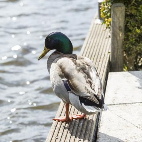 VAKANTIEHUIS 12 personen - Family House