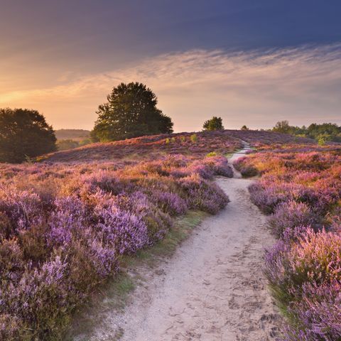 UNIEKE ACCOMMODATIE 6 personen - Boomhut