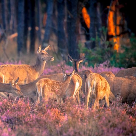Chalet 6 personen - Zomerhuisjes