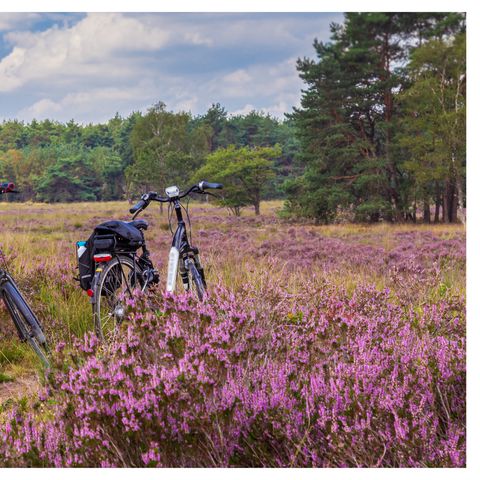 Bungalow 6 personen - Dwergarend Natuur Arrangement