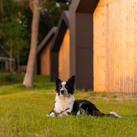 Roodewoud - Aa en Hunze - Afbeelding N°3