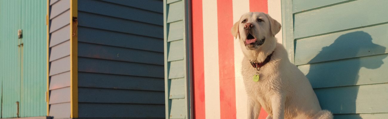 Huisje aan zee met hond