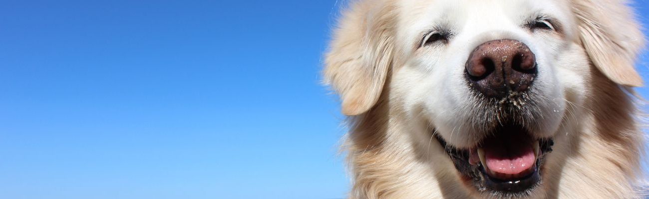 Vakantie met hond in Zeeland