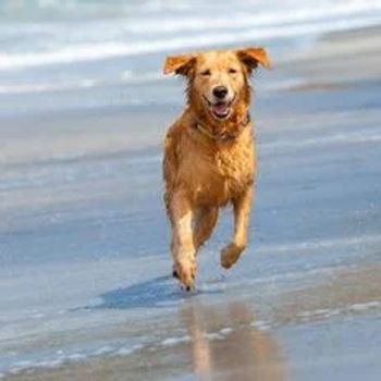 Huisje aan zee met de hond