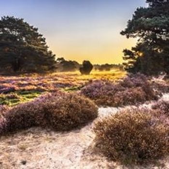 Vakantieparken in het Dwingelderveld